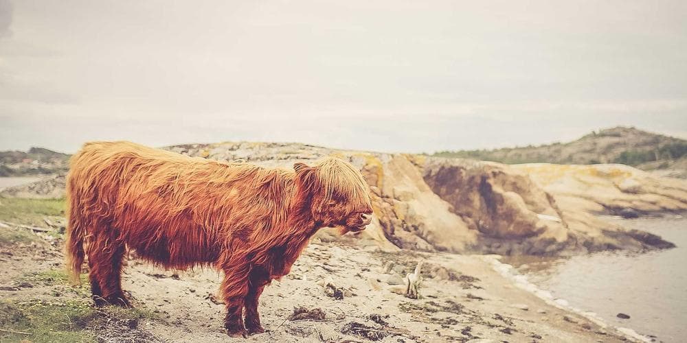 Greater Noida’s Tryst with Calendula